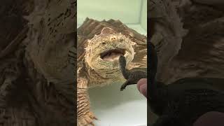 A 4cm little softshell turtle vs. a 45cm giant alligator snapping turtle.