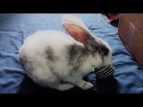 Bunny with blue stripe ball