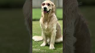 Cutest Dog Ever | Dog Movie | World Cutest Dog