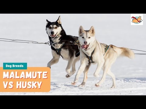 Malamute Vs Husky: 11 Differences Between These Wolf-like Dogs