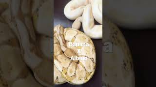 Banana x Albino ball python