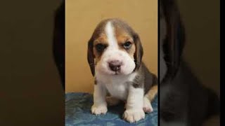 Adorable Baby Beagle Has So Much to Say || ViralHog