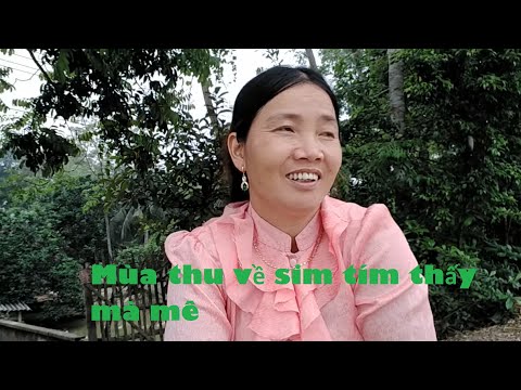 Mùa thu về sim tím thấy mà mê