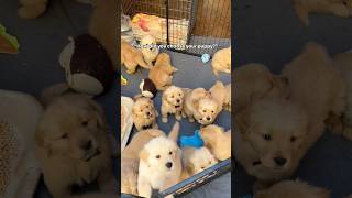 When you know, you know 🥹 #dogshorts #goldenretrieverpuppies #cute #puppylove #loveatfirstsight
