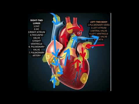 The Heart's Journey: Blood Flow and the Cardiac Cycle Explained