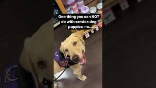 Service Dog Reel