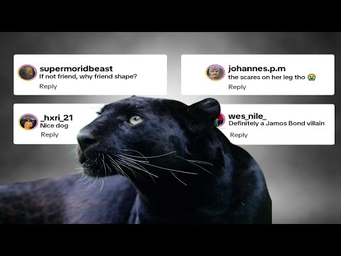 If Not A Friend Why Shaped Like A Friend | Chat Music