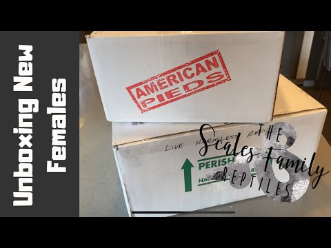 Unboxing Some New Girls!! Beautiful Ball Pythons