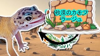 ヒョウモントカゲモドキ | 動物ドキュメンタリー