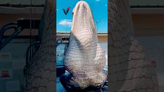 Giant Alligator Hunted in Florida 🐊