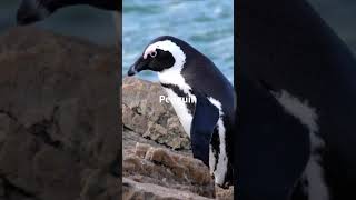 Learn About Sea Animals | Toddler Talking | Learn to Talk | Learn Words