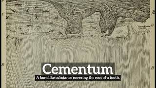 What is Cementum? | How to Say Cementum in English? | How Does Cementum Look?