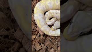 STUNNING ball python #snakes #reptiles #ballpython #python #snake #pets #royalpython #banana