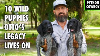 10 Wild Puppies — Training Otto’s Next Generation Of Hunting Dogs
