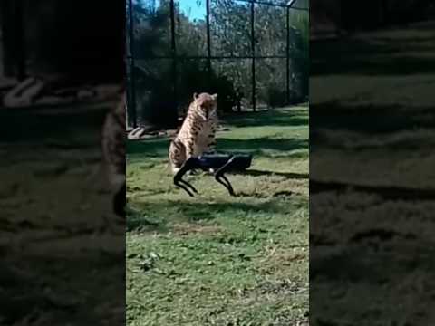 Cheetah VS Robot Dog ‼️ #shorts