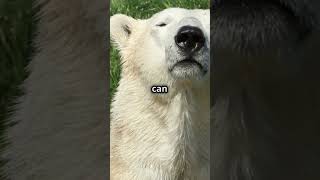 Surprising Facts About Polar Bears! 🐻 ❄️ #facts #didyouknow #interestingfacts #flashfacts #bear