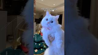 2025 Glow Up✨ #shorts #cat #funny