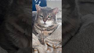 Grumpy lady #grumpycat #seniorcat #catvideos #catsofyoutube #petinfluencer #cuteanimal #cutecat #cat