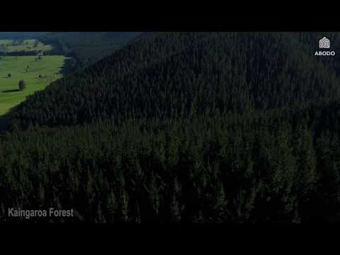 Kaingaroa Forest - Abodo Wood