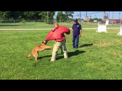 Kentuckiana K9: Foxy Bitework 3