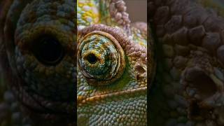 The creature that shouldn't exist 😲 #curiousmind