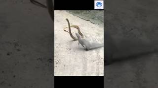 Mongoose vs black mamba 03 😱😱 | 🌟🌟 Animals action moment 0052 🌟🌟 #blackmamba #animals #mongoose