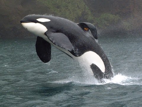 Should cetaceans be in captivity?