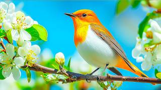 Top Most Beautiful & Rare Birds in the World 🌍🕊️