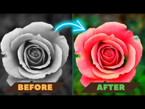 Colorize black and white photos. AI