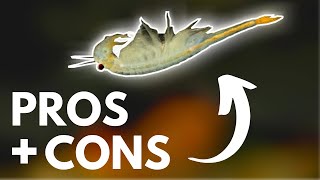 LIVE FISH FOOD: The Pros and Cons