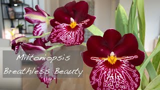 Miltoniopsis Breathless Beauty