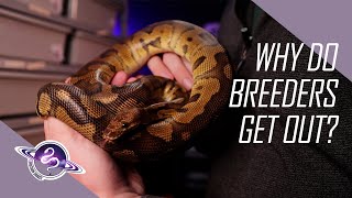 Why Do Ball Python Breeders Get Out? | New Ball Python Breeder Mistakes