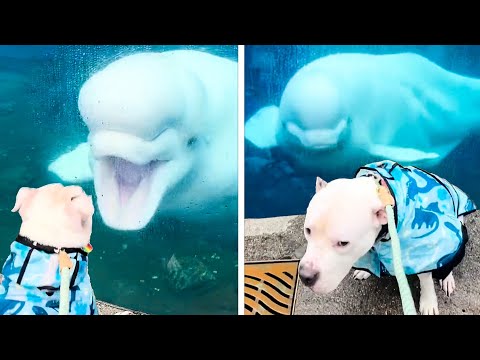 Beluga Fails at Making Friends