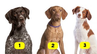 POINTER TYPES - 10 TYPES OF POINTERS