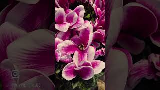 🌷🌷🌷#ytshort #gardendesign #viralvideo #travel #yt #chandigarhcarmandi #gardenlandscaping #farming