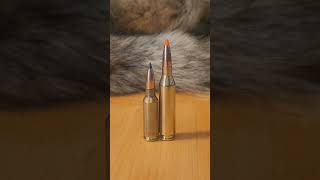 6mmarc vs 243 Winchester #coyote #coyotehunting #boltactionrifle #6arc #243