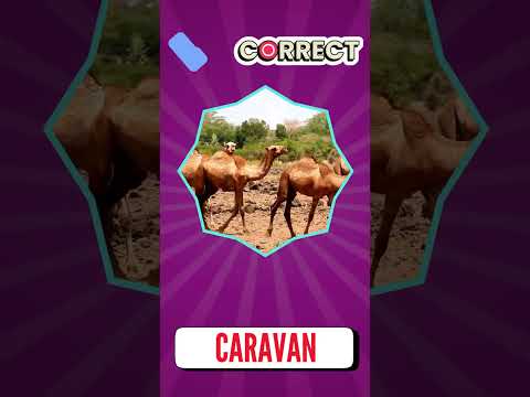 Bet you didn't know the names of these animal groups! 🤪😶😵