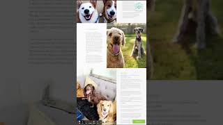 169 pet care website design #website #shorts #youtubeshorts #websitedesign