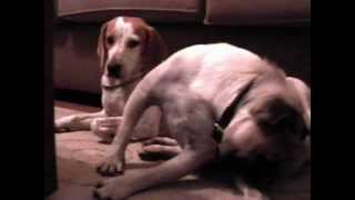 The Dogs - Episode 2 - Viral Outbreak