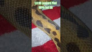 1.0 OD Leopard Pied 66% DG #ballpython #orange #dream #leopard #pied #ballpython #reptiles #python