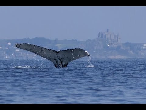 SWME 2023 WEBINAR - CETACEANS