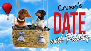 Ep 10: Crusoe the Dachshund's Date with Paisley! — (Cute Doggy Date)
