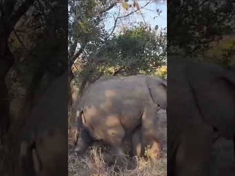 Kapama Game Reserve! 🐾🌿