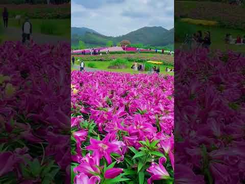 #shortsfeed #shorts #shortsviral #flowers #trendingmusic  #trendingshorts #pink #love  #cute
