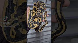 I'm super glad I keep her😉👌 #pythonregius #ballpython #royalpythons #python #exotics #pets  #animal
