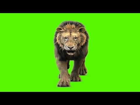 Lion green screen video