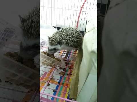 Naughty Hedgehogs🦔😃#amazingfact #hedgehog #funny #cute #spiky#running #chasing #exotic