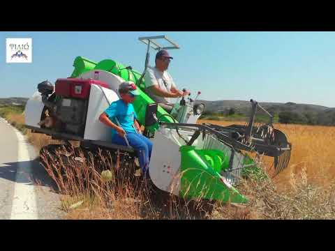 Taverna Filio - The Wheat Harvest on Kythera