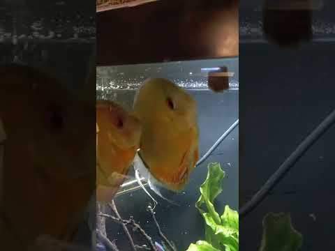 Wild Peruvian discus eating blackworms
