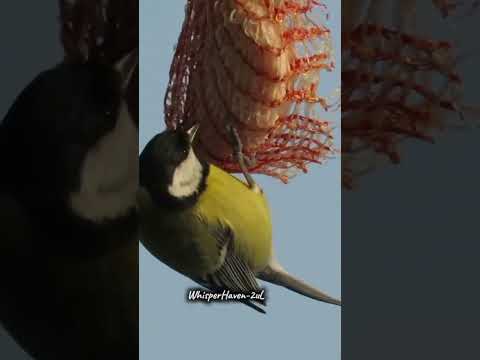 "Wings of Calm Gentle Bird Sounds for Deep Sleep" #calmingsounds #relaxingsound #soothingrelaxation